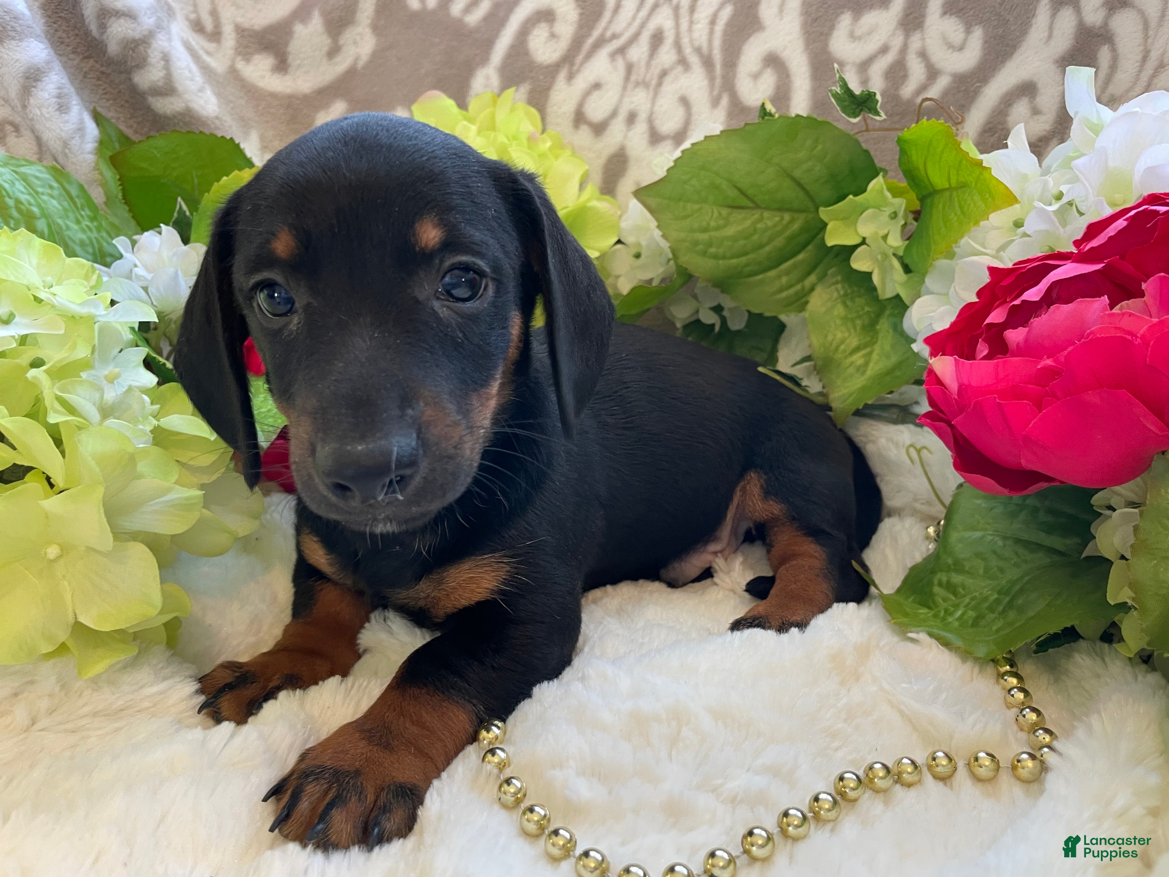 Miniature Dachshund dogs Prince - Ad 2