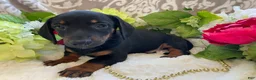 Miniature Dachshund dogs for sale: Prince - Ad 2