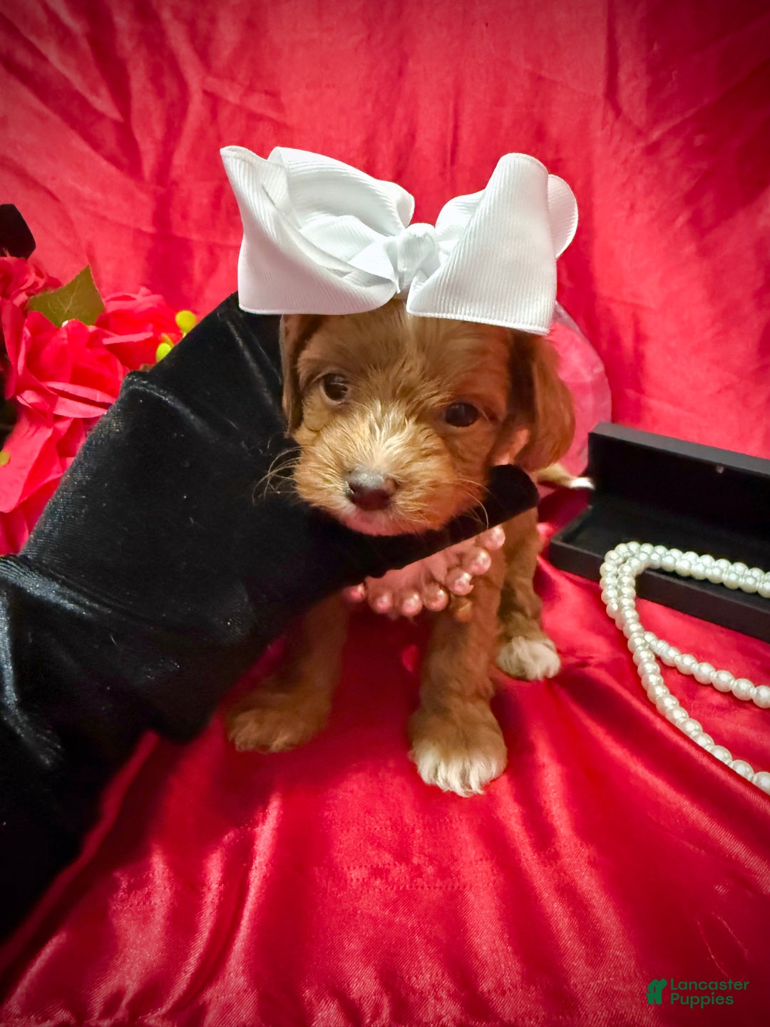 Yorkiepoo dogs for sale: Reese  - Ad 10