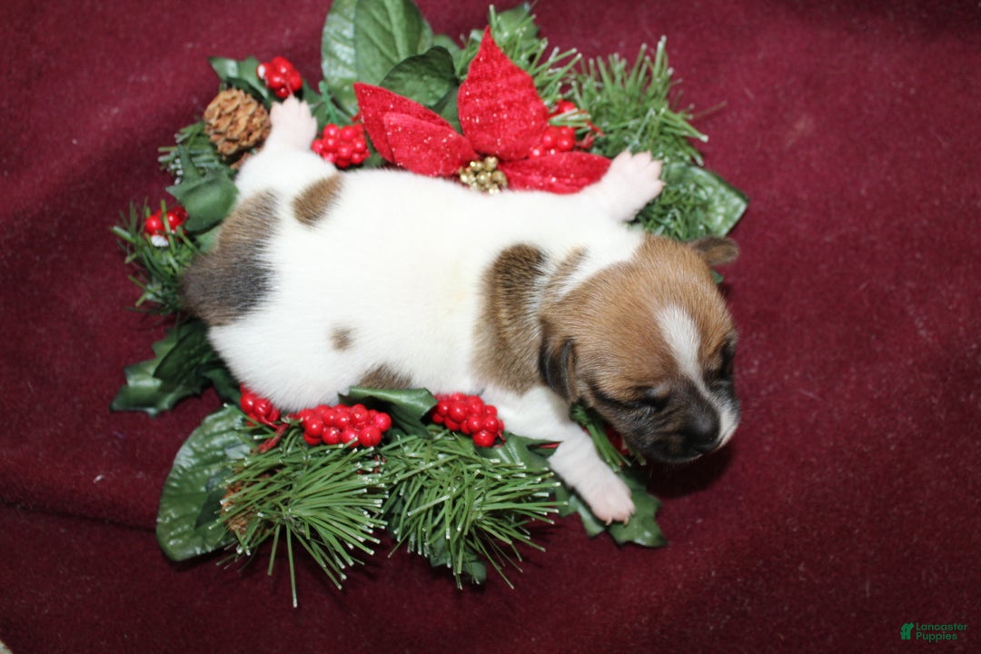 Jack Russell Terrier dogs for sale: BabyRuth - Ad 2