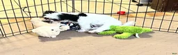 Shihpoo dogs for sale: Shihpoo 1 - Ad 6