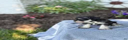 Miniature Schnauzer dogs for sale: Tereesa - Ad 12