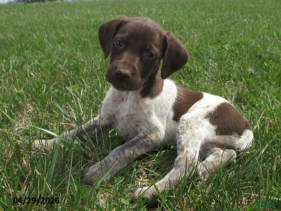 German Shorthaired Pointer dogs Kimberly - Ad 1