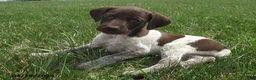 German Shorthaired Pointer dogs for sale: Kimberly - Ad 1