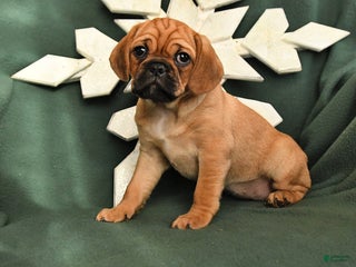 Mixed Breed dogs Rosie - Ad 16