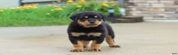 Rottweiler dogs for sale: Dixie - Ad 6
