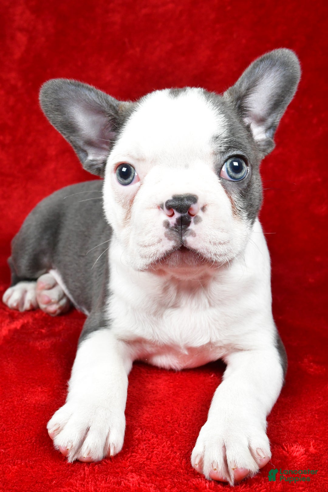 Boston Terrier dogs for sale: Ice - Ad 3