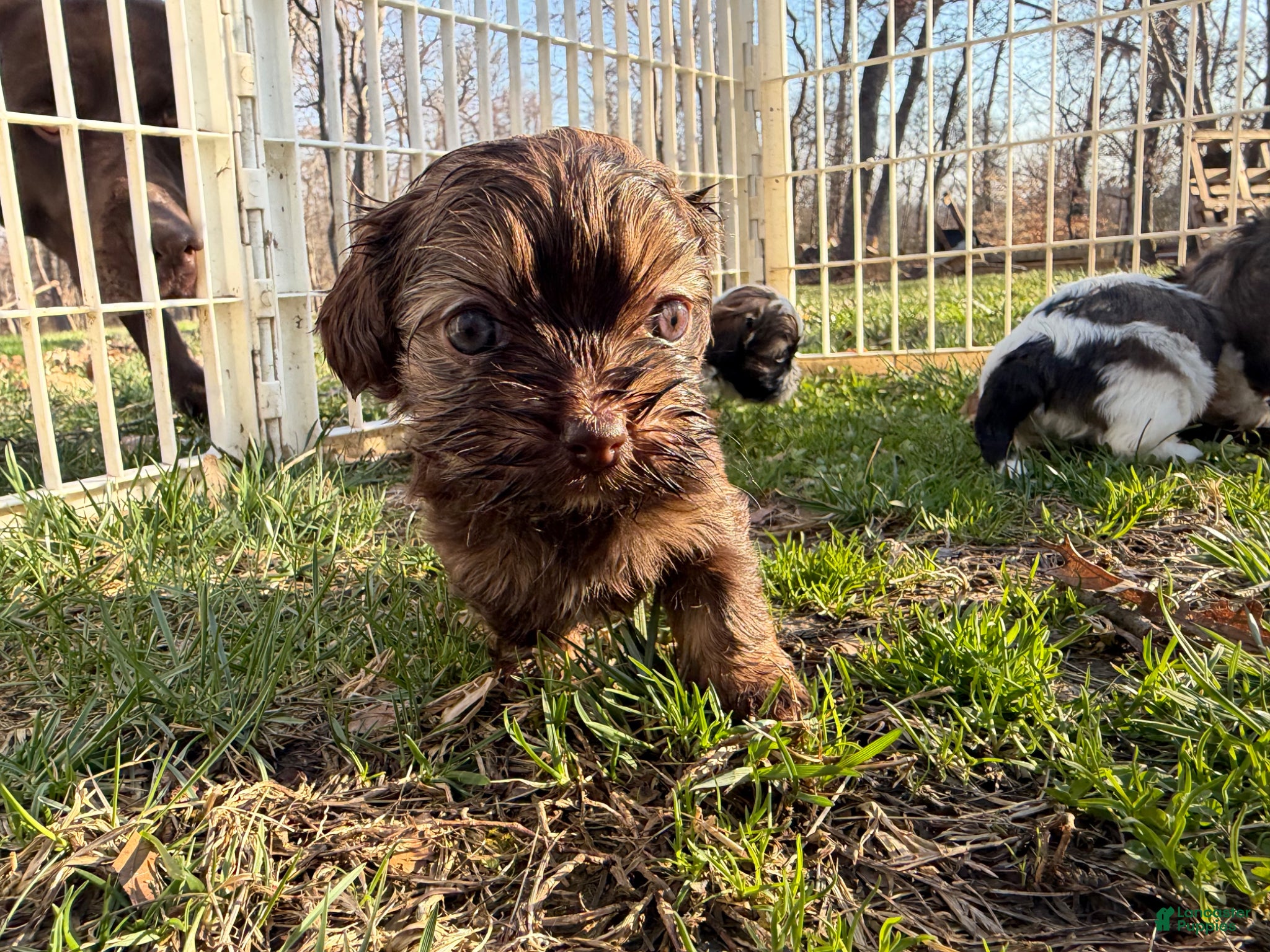 Shih Tzu dogs Bailey - Ad 1