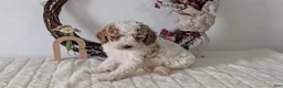 Miniature Poodle dogs for sale: Saint - Ad 9