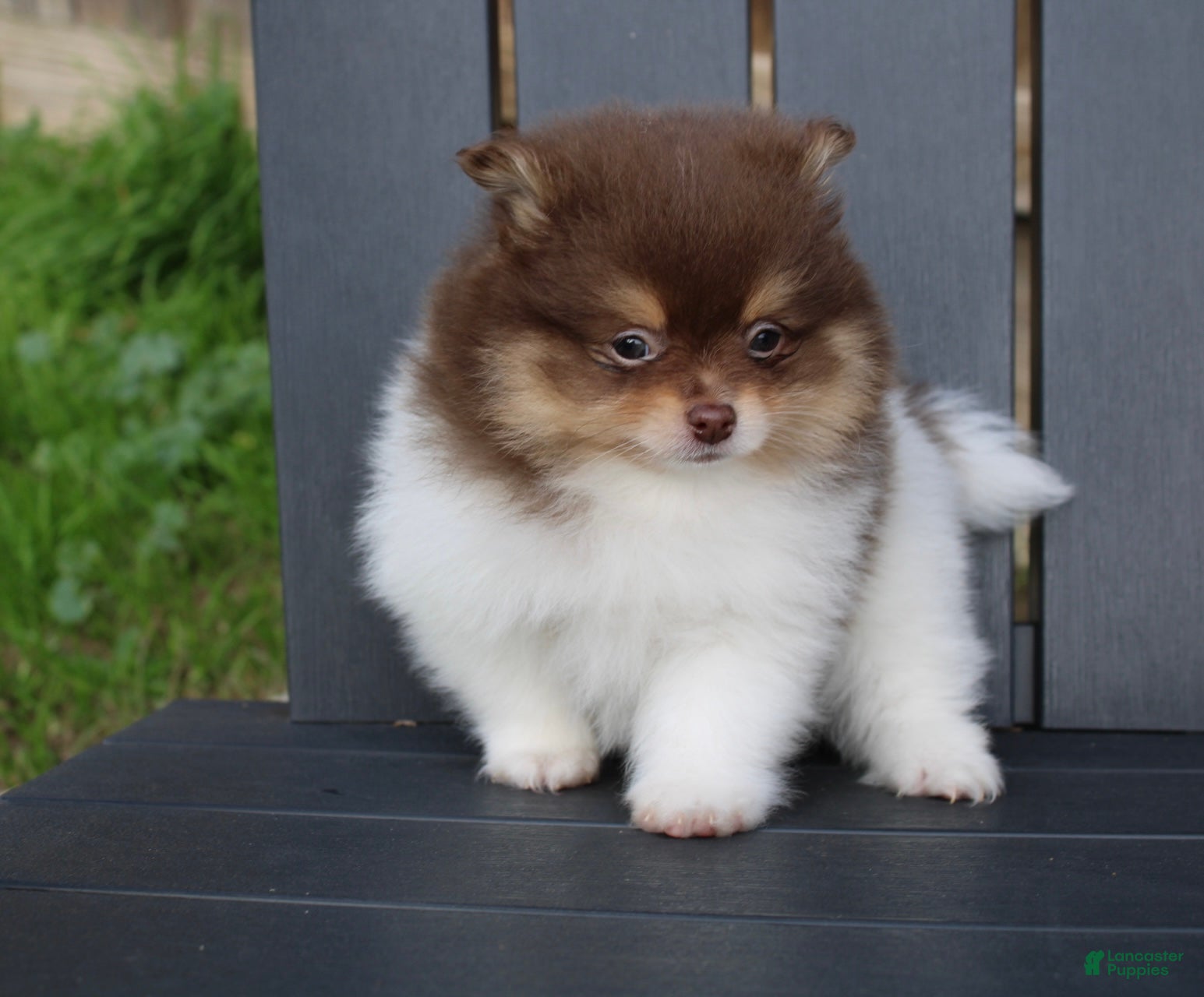 Pomeranian dogs Pomeranian Puppy 1 - Ad 23