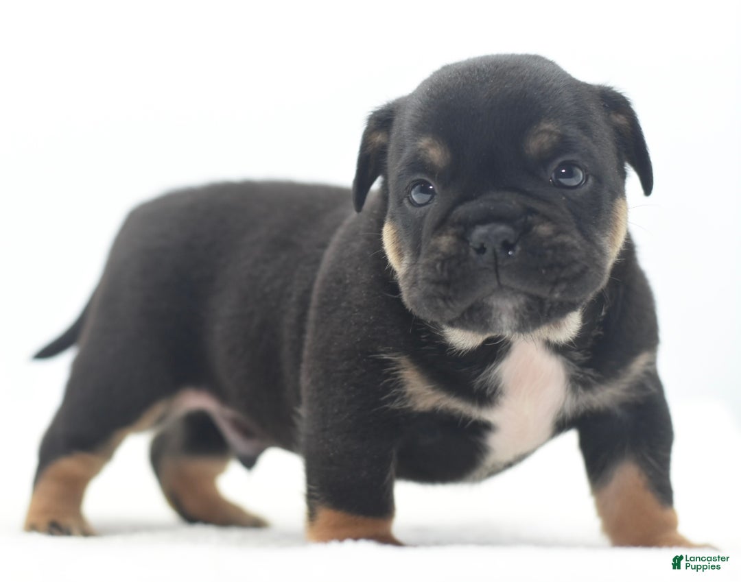 Mixed Breed dogs for sale: Knox tricolor bully puppy  - Ad 21