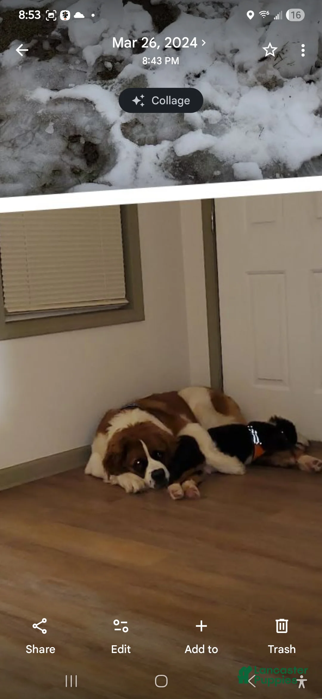 Mixed Breed dogs for sale: Zues - Ad 24