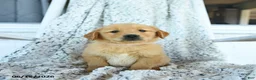 Golden Retriever dogs for sale: Gumpy - Ad 2
