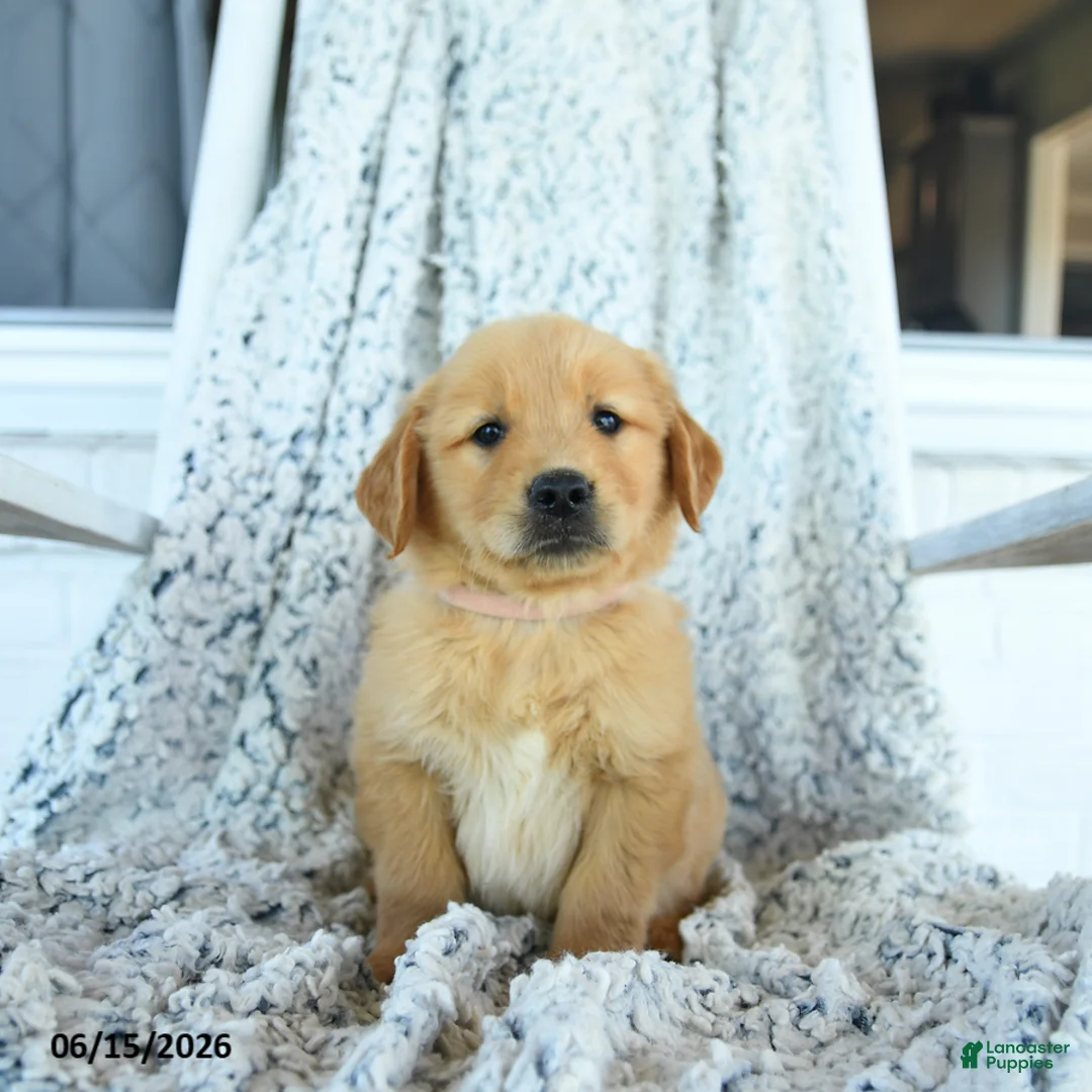 Golden Retriever dogs for sale: Gumpy - Ad 2