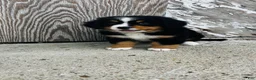 Bernese Mountain Dog dogs for sale: Vivienne - Ad 5