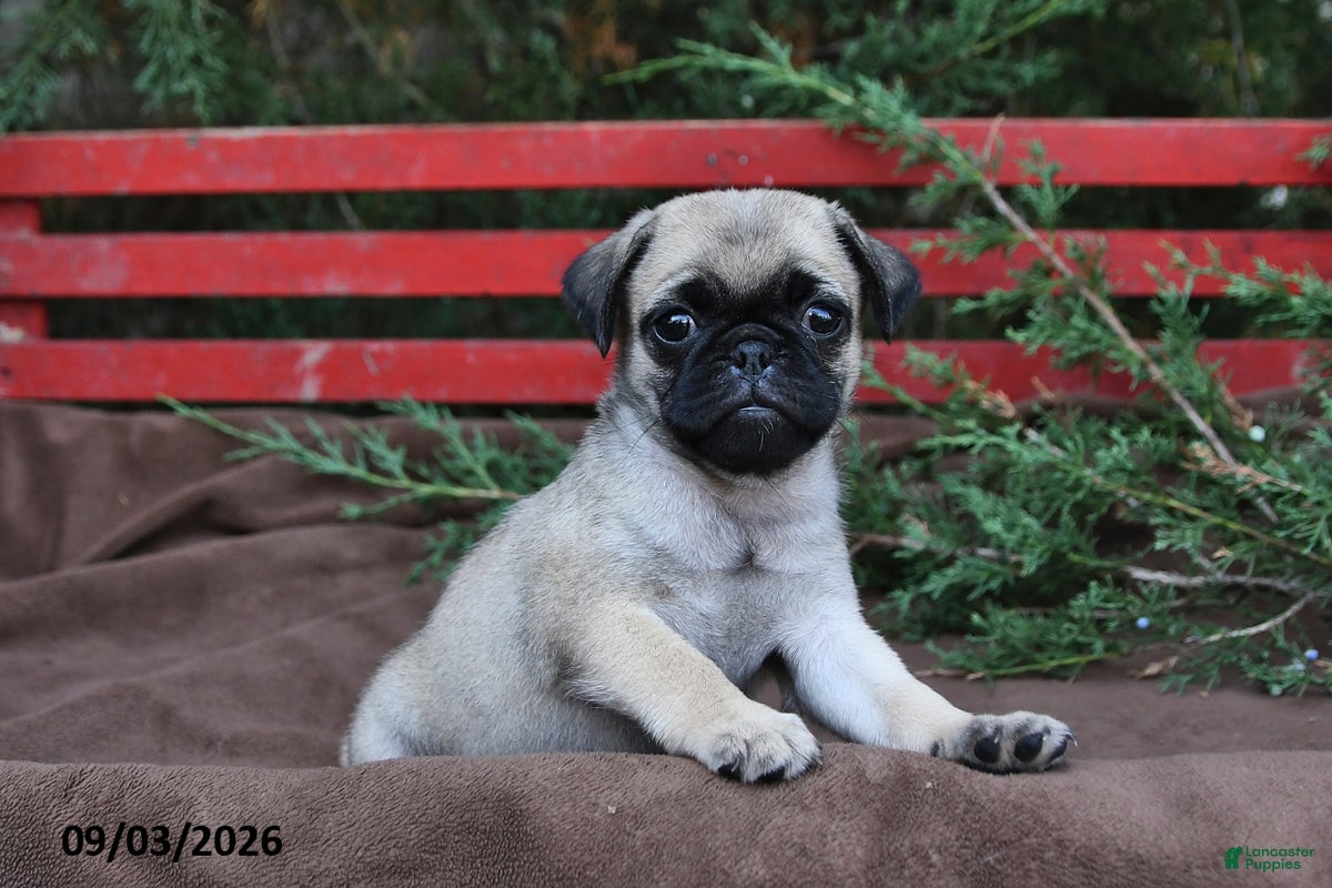 Pug dogs Tracey - Ad 1