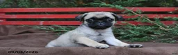 Pug dogs for sale: Tracey - Ad 1