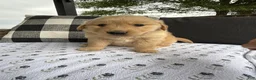 Golden Retriever dogs for sale: Hazel - Ad 10
