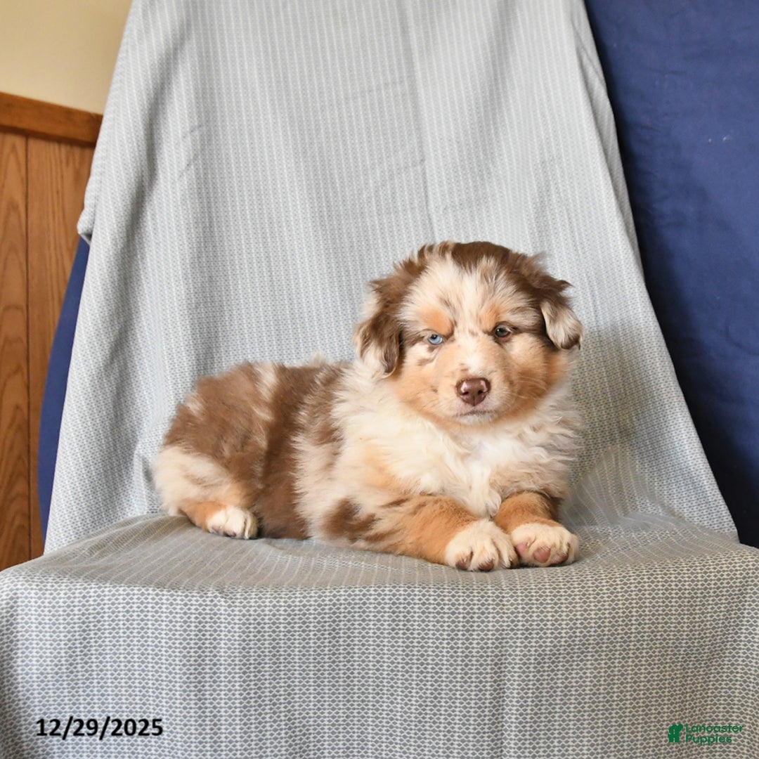 Australian Shepherd dogs for sale: Royal - Ad 2