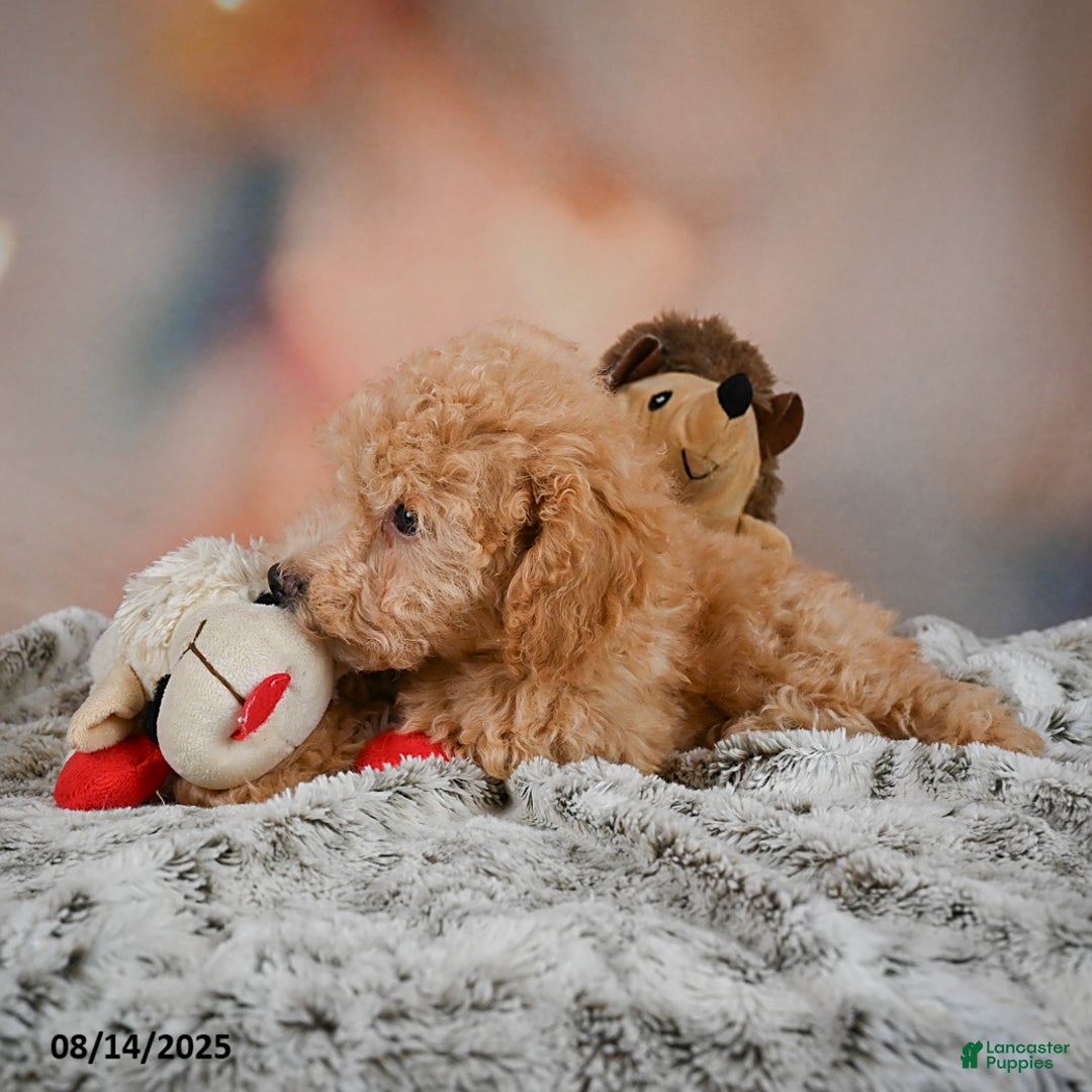 Bichpoo dogs for sale: Jessica - Ad 5