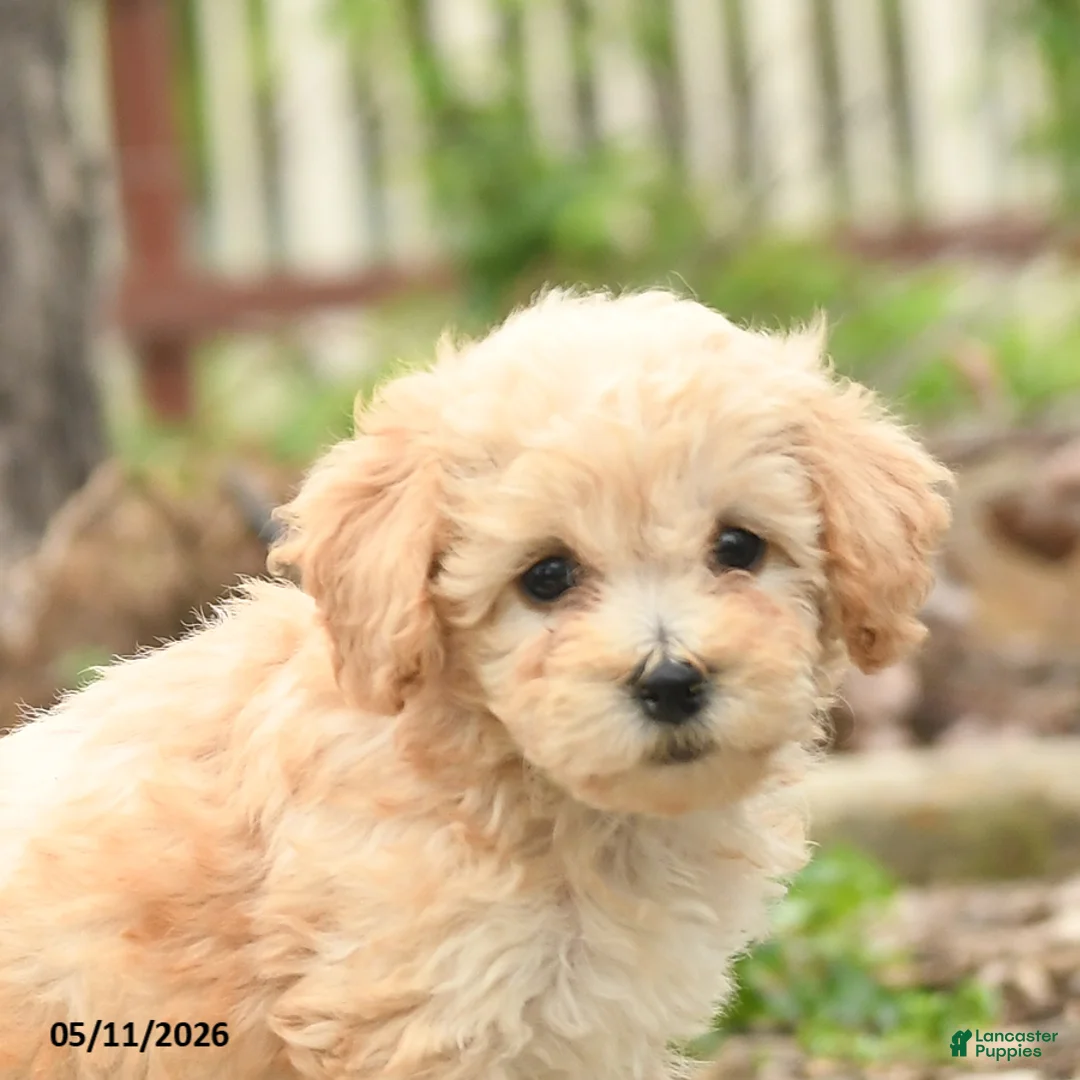 Bichpoo dogs for sale: Vanilla - Ad 2