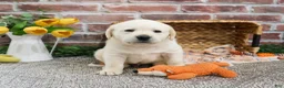 Labrador Retriever dogs for sale: Junior  - Ad 6