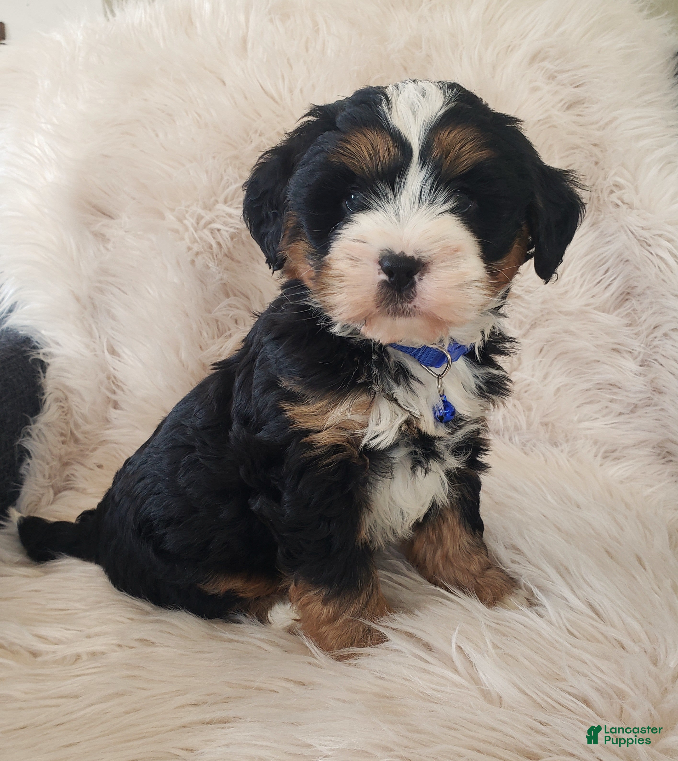 Mini Bernedoodle dogs Scout-Health Tested Parents - Ad 1