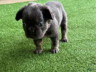 French Bulldog dogs Peppa - Ad 6