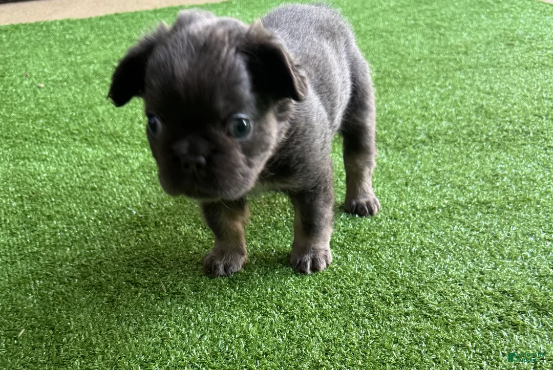 French Bulldog dogs for sale: Peppa - Ad 1