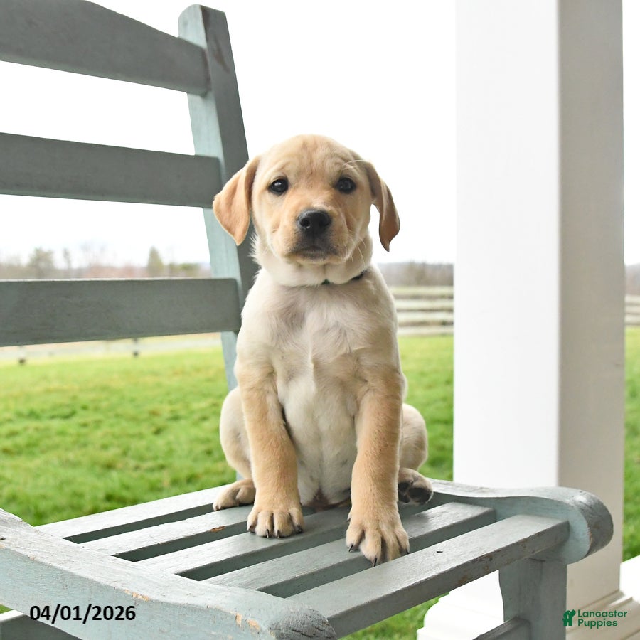 Mixed Breed dogs Maverick - Ad 1