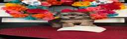 Morkie dogs for sale: Morkie Puppy 1 - Ad 12