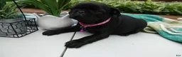 Pug dogs for sale: Pug 2 Roxy - Ad 3