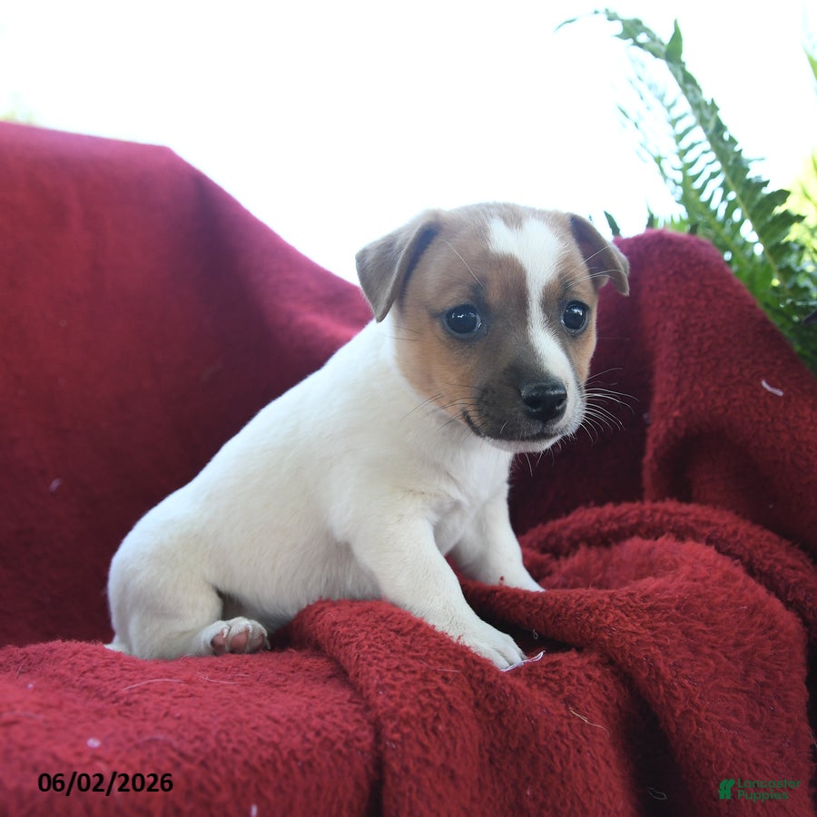 Jack Russell Terrier dogs Peanuts - Ad 2