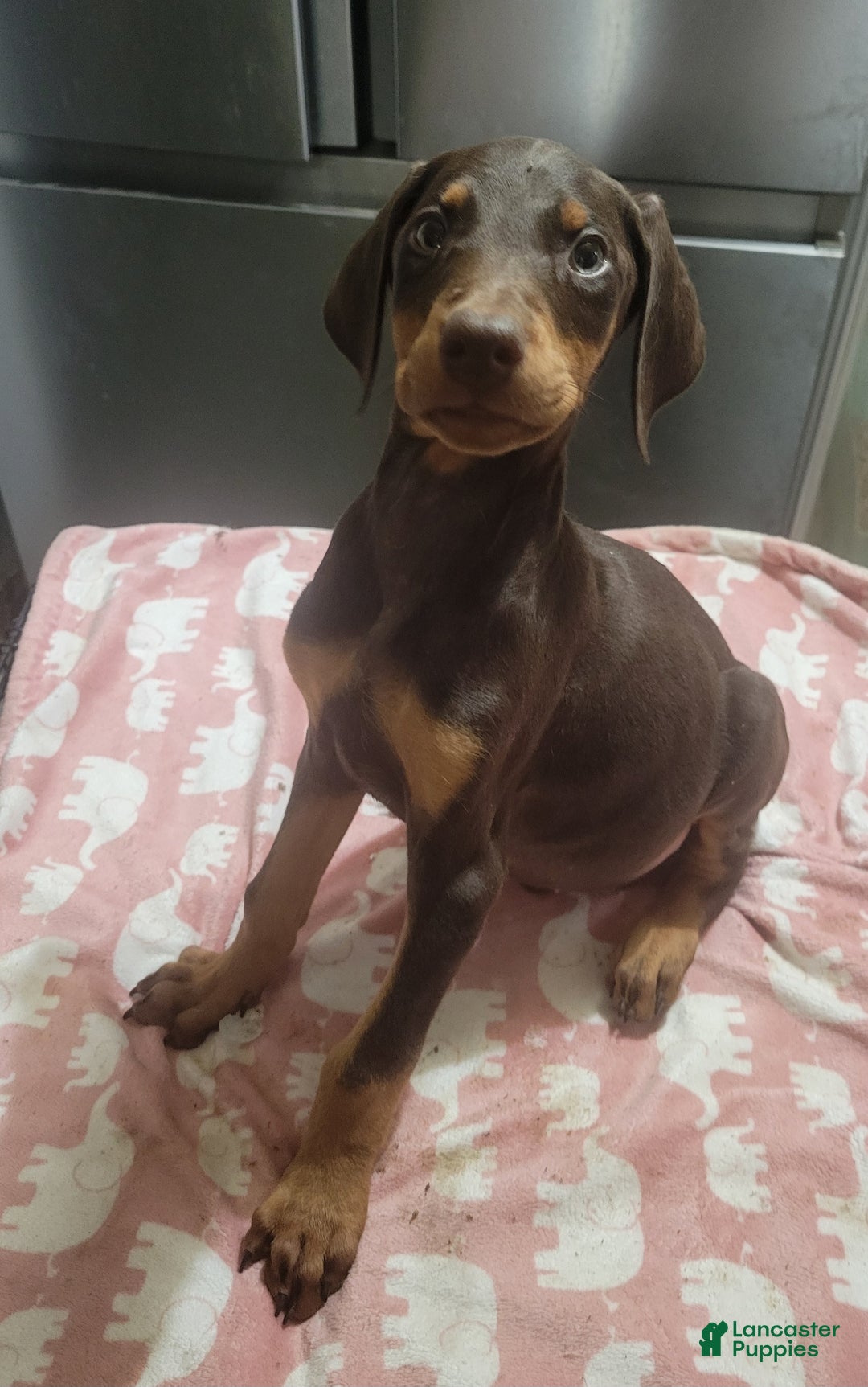 Doberman Pinscher dogs for sale: Doberman puppy 1-3 - Ad 2