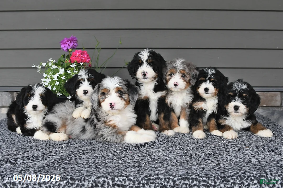 Mini Bernedoodle dogs for sale: Tiana - Ad 5