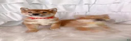 Shiba Inu dogs for sale: ❤️ Wolfy ❤️ - Ad 6