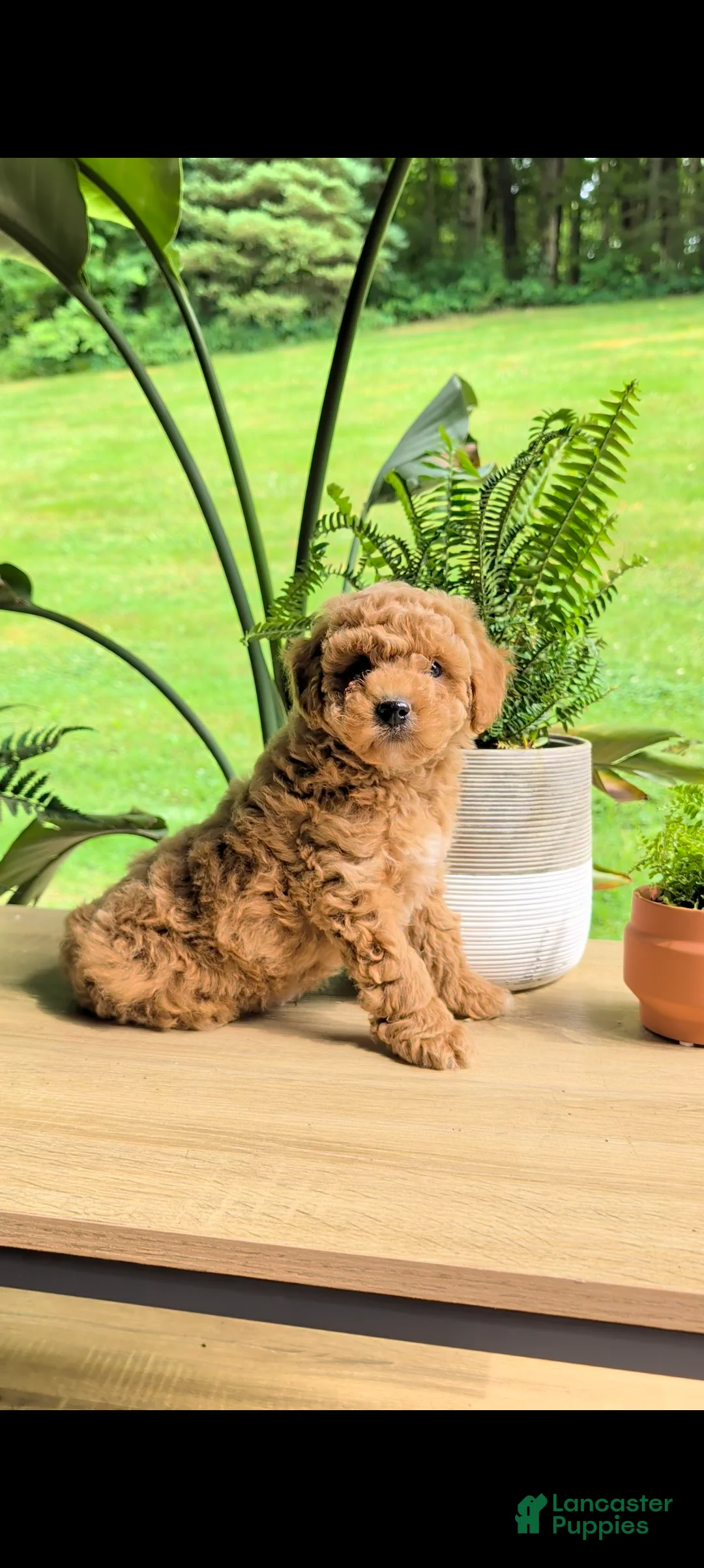 Miniature Poodle dogs for sale: Bingo  - Ad 1