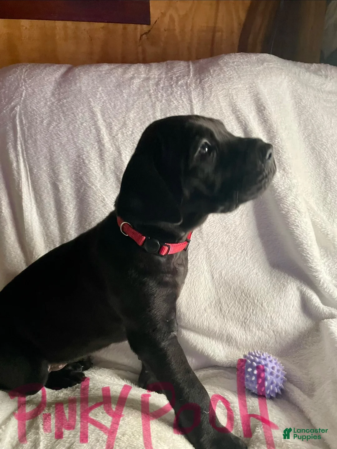 Daniff dogs for sale: Daniff 5 - Ad 1