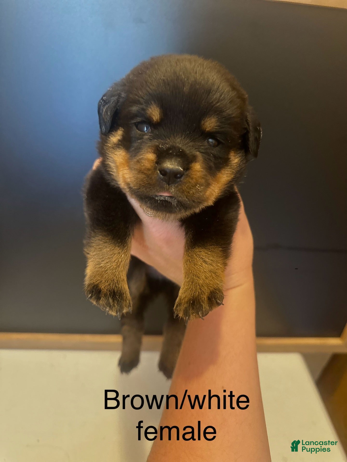 Rottweiler dogs Female  - Ad 2