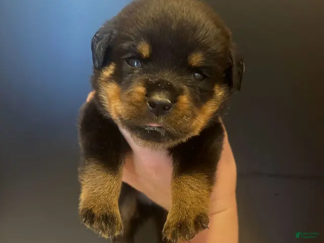 Rottweiler dogs Female - Ad 2
