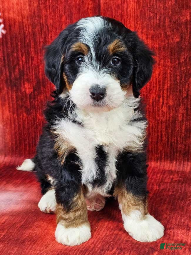 Mini Bernedoodle dogs Noelle - Ad 2
