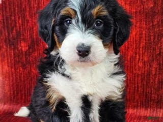 Mini Bernedoodle dogs Noelle - Ad 41