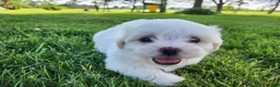 Teddy Bear dogs for sale: Bullet - Ad 6