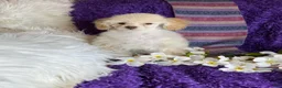 Toy Poodle dogs for sale: Rosemary - Ad 3