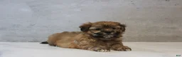 Teddy Bear dogs for sale: Sage - Ad 2