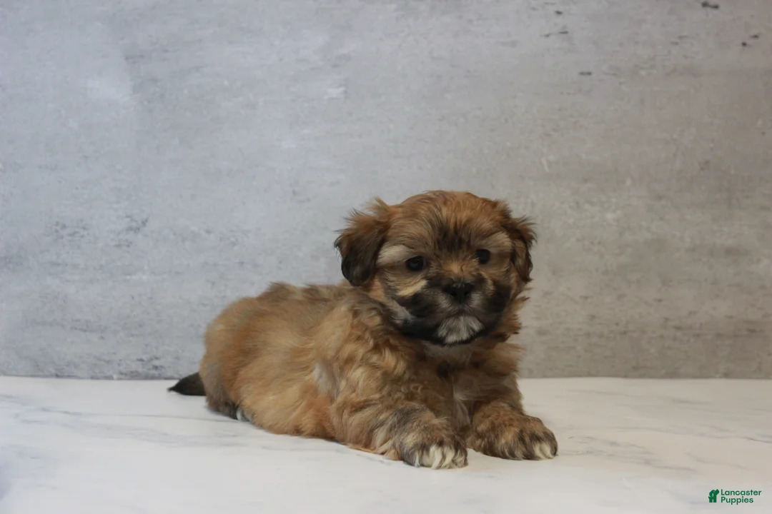Teddy Bear dogs for sale: Sage - Ad 2