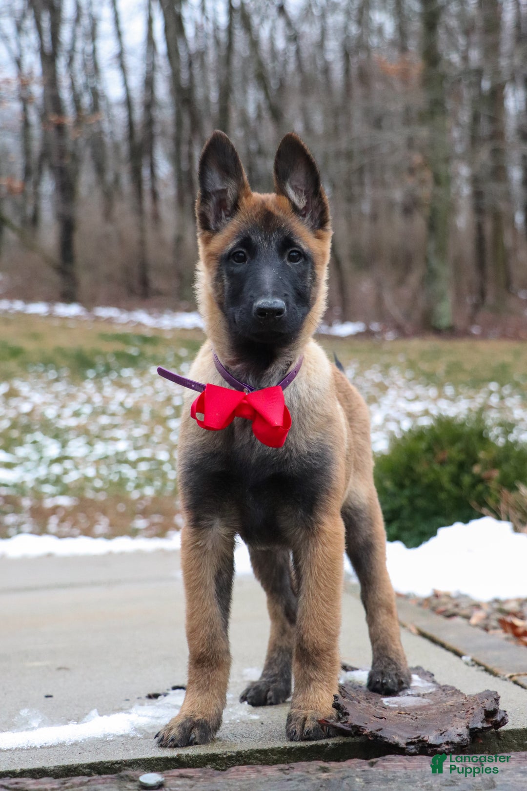 Belgian Malinois dogs for sale: Halo - Ad 2