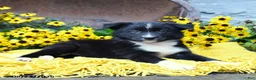Border Collie dogs for sale: Bandit - Ad 3