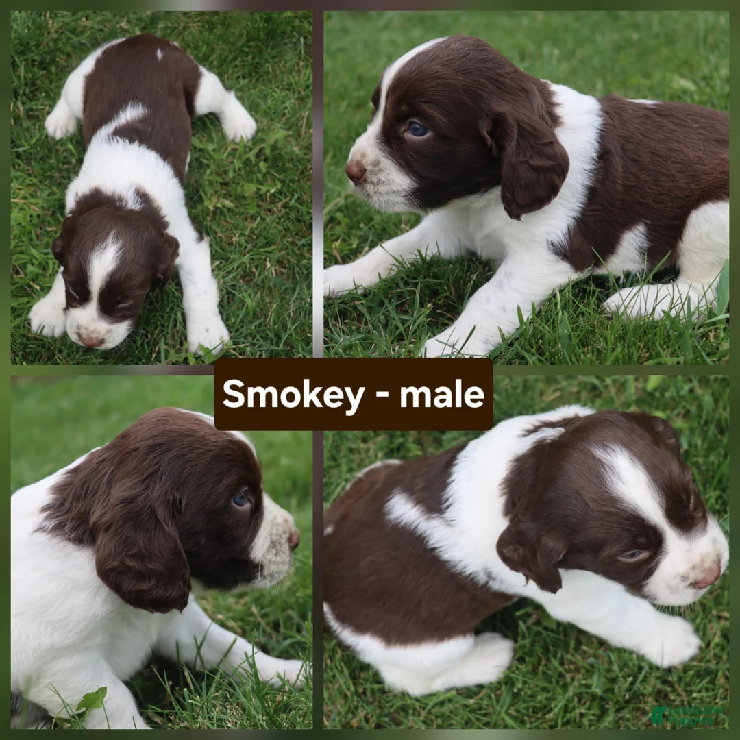 English Springer Spaniel dogs for sale: Smokey  - Ad 1