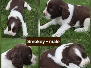 English Springer Spaniel dogs Smokey - Ad 34